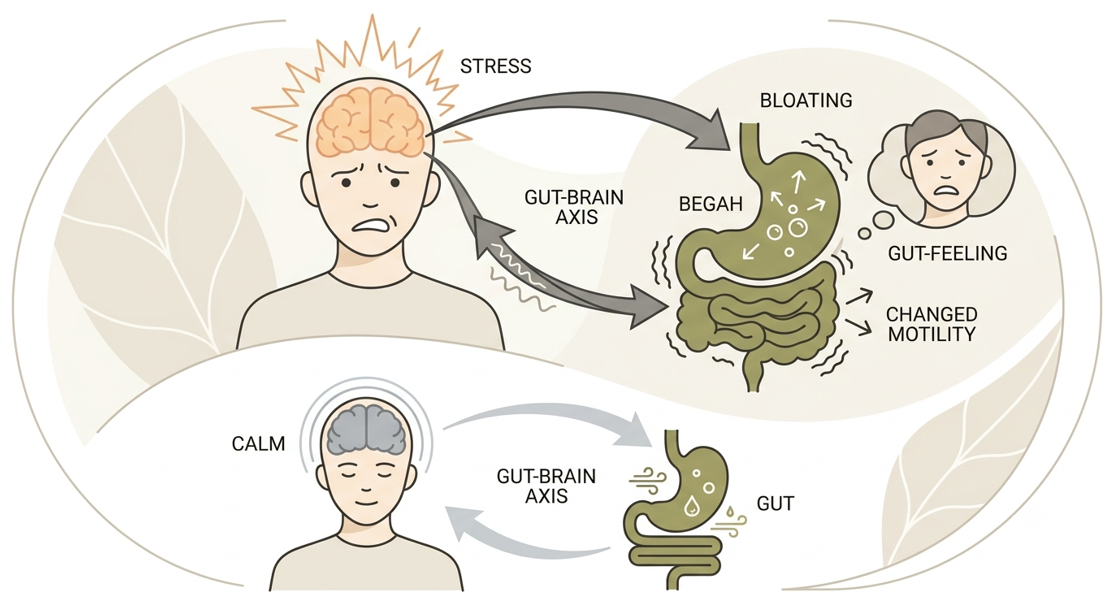 Kenapa Perut Sering Kembung dan Begah Saat Stres? Hubungan Unik Antara Otak dan Pencernaan (Gut-Brain Axis)